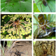 Illustration for article titled Fish-Eating Spiders Are Everywhere